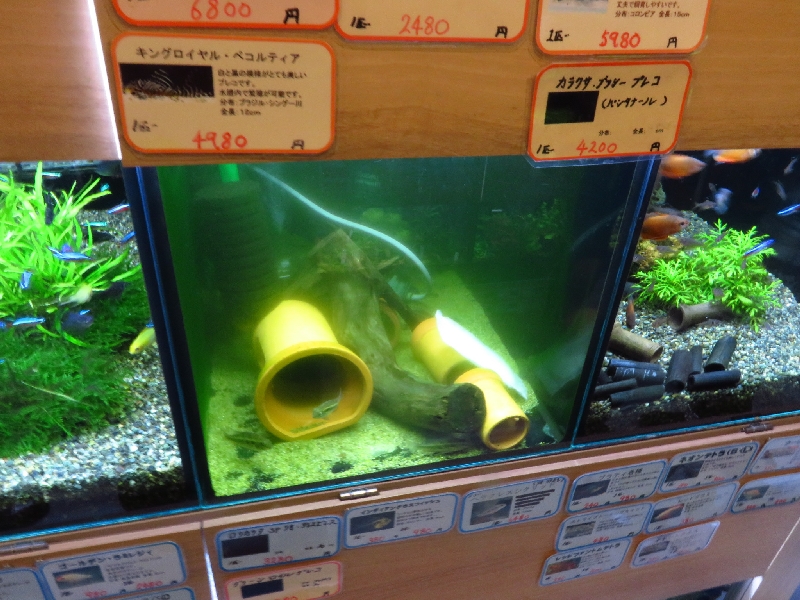 大阪の販売店 ゆう様 濾過槽 魚用品/水草