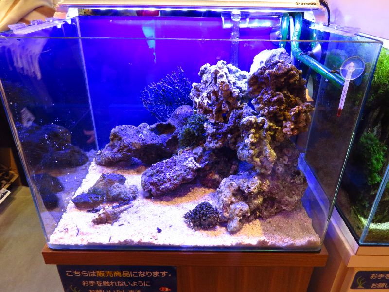海水魚水槽フルセット(生体付き) - 大阪府のその他