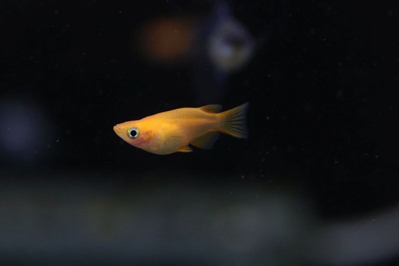 熱帯魚・プラティ) ハニーバンブルビー・プラティ 2cm± 30匹 - www.grupoday.com