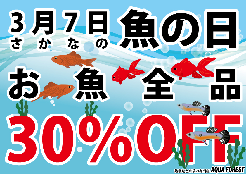 【新宿店限定】３月７日は「お魚の日」！！