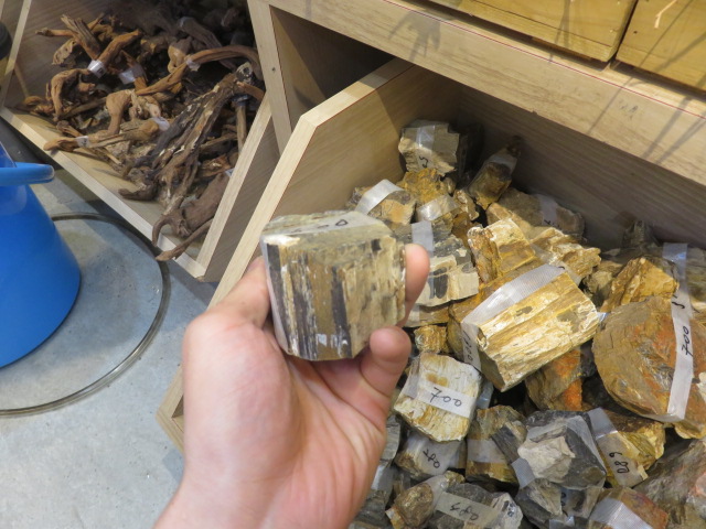 【ソラマチ店】木化石が入荷しました。