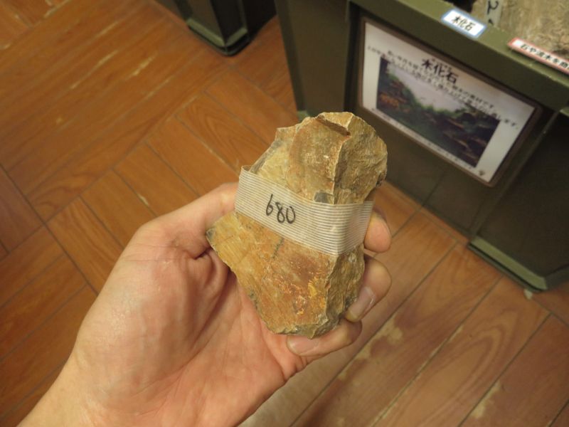 【新宿店】木化石が入荷しました！