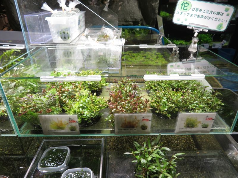 taka84 様専用wabiomix 危なかっ 4M侘び草水草