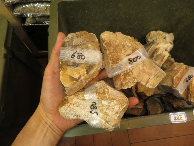【新宿店】木化石が入荷しました！