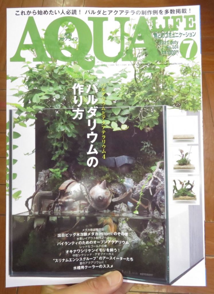 【新宿店】月刊誌アクアライフはパルダリウムの作り方特集です！