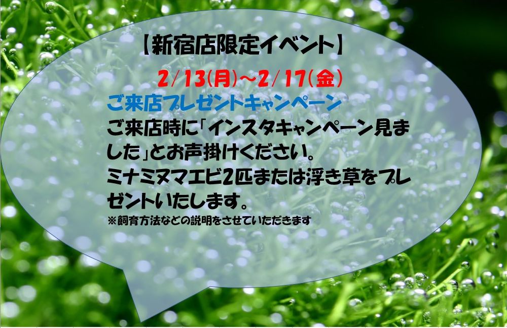 【新宿店限定】来店プレゼントキャンペーン！2月13日（月）～2月17日（金）