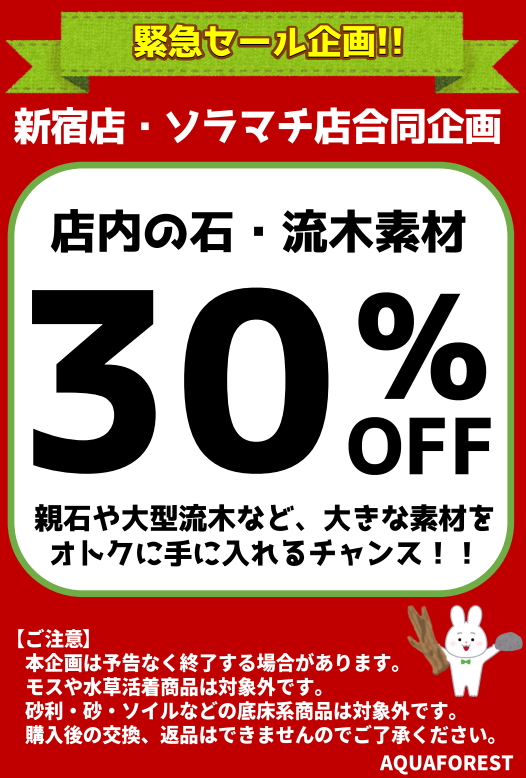 【新宿＆ソラマチ店】まだまだ開催中！石流木全品30％～オフ！