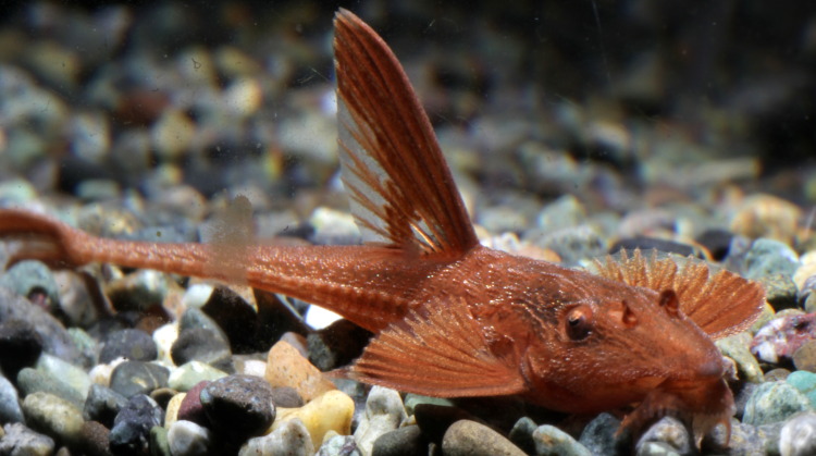 【アクアリウムのある暮らし】(淡水魚) リネロリカリアsp.レッド 1匹 サンプル画像 熱帯魚
